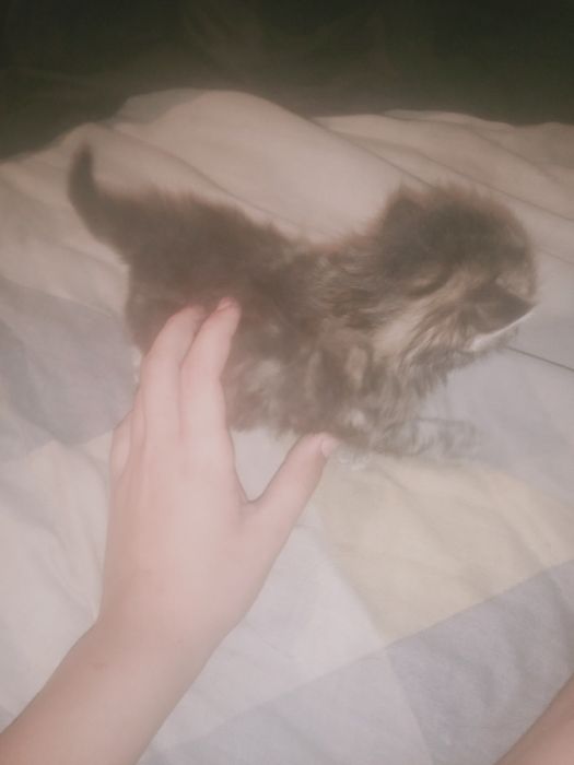 Віддам кошенят у добрі  руки