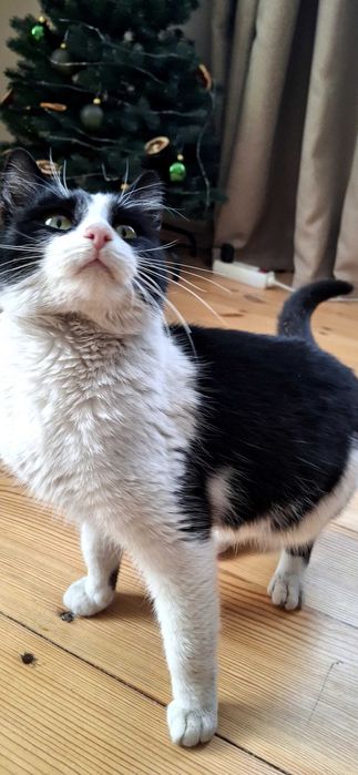 Кошеня у пошуках родини