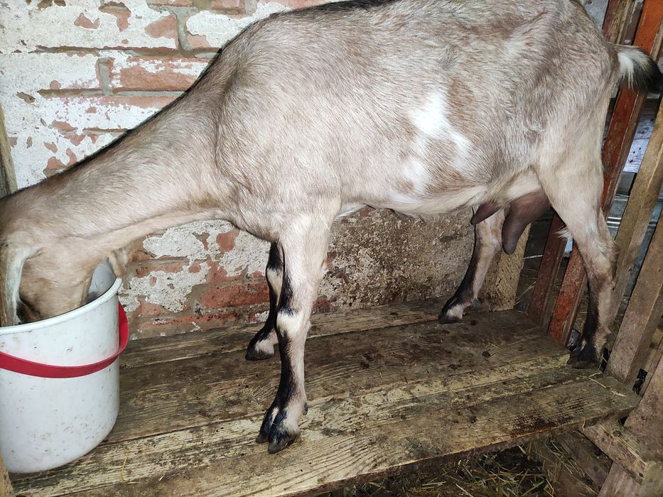 Продам коз дойних