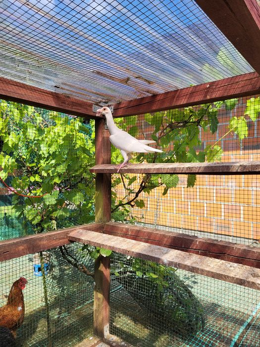 Samica Karier biała 2023rok