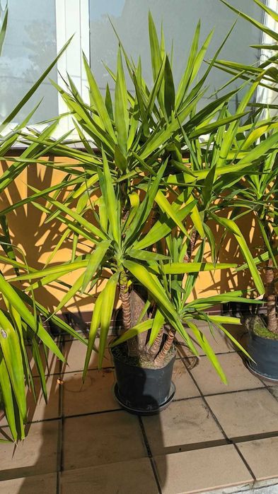 Juka Yucca małe i duże