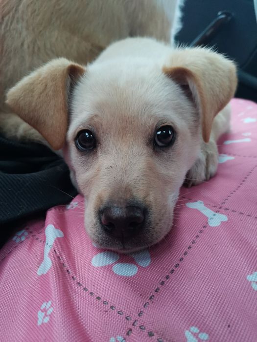 Oddam pieski w dobre ręce