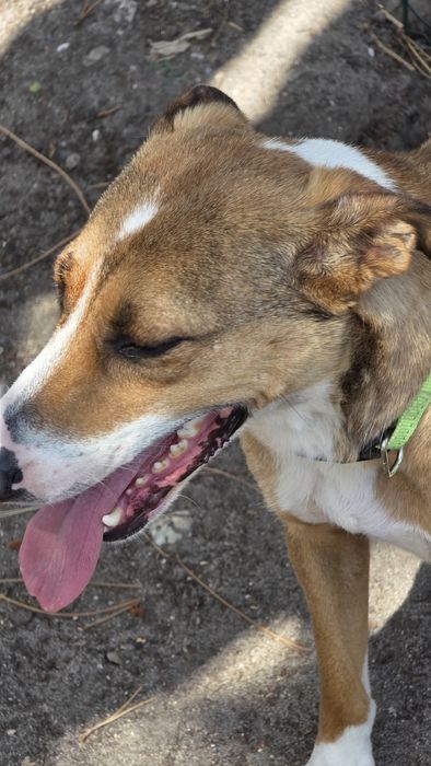 Cão / cadela  para adoção