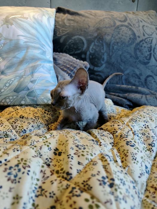 Kotka Devon Rex