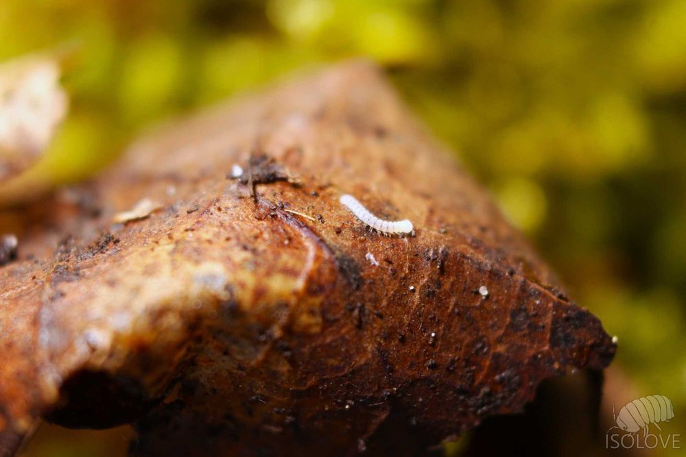 Poratia sp., rzadkie krocionogi, małe wije