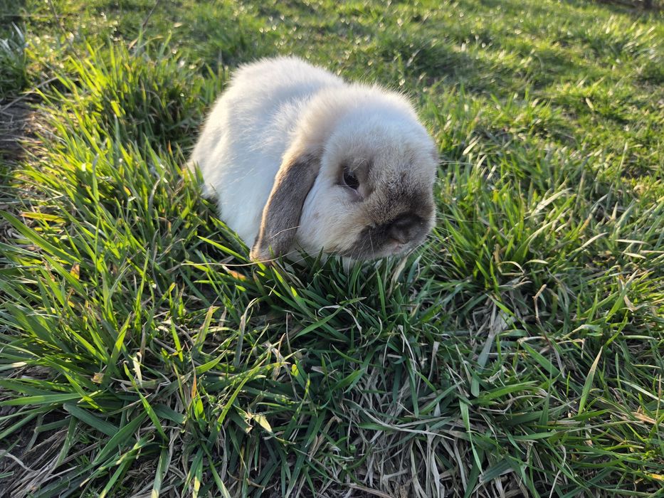 Mini lop - samczyk roczny - kolor syjamski