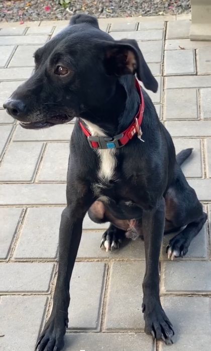 Отдам даром в добрые руки собаку метис бельгийской овчарки