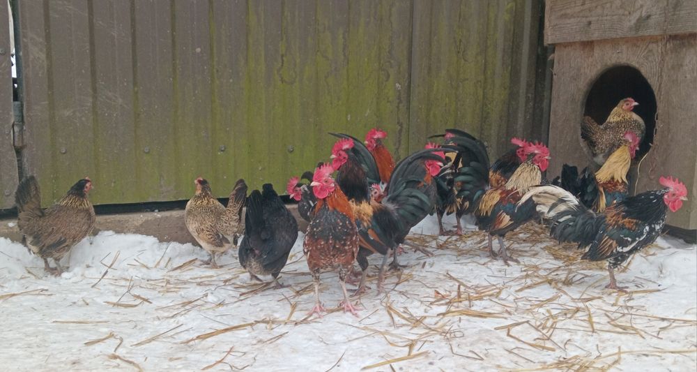 Карликові  Кури, БЕНТАМКИ  передаю автобусом