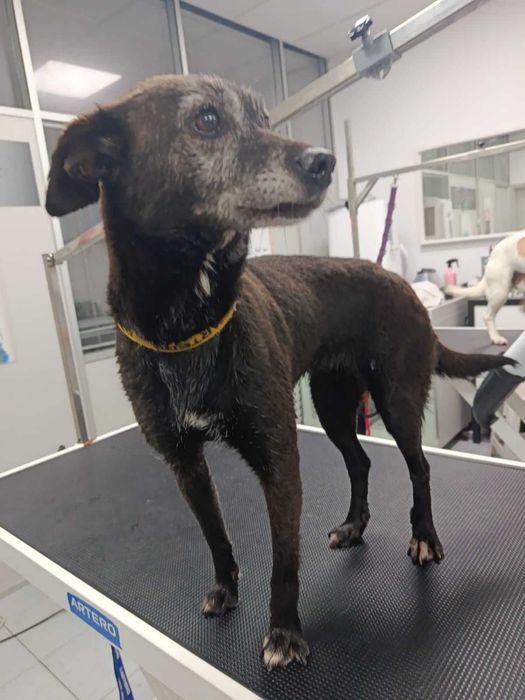 Cadela porte pequeno para adoção responsável