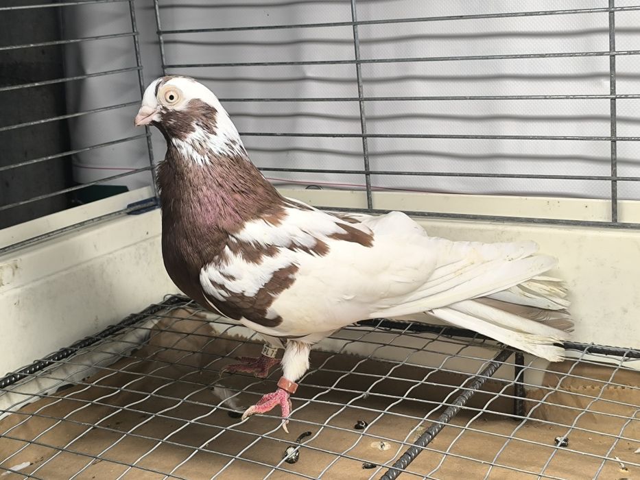 Gołębie zamojskie czerwono rabe, zmienniaki