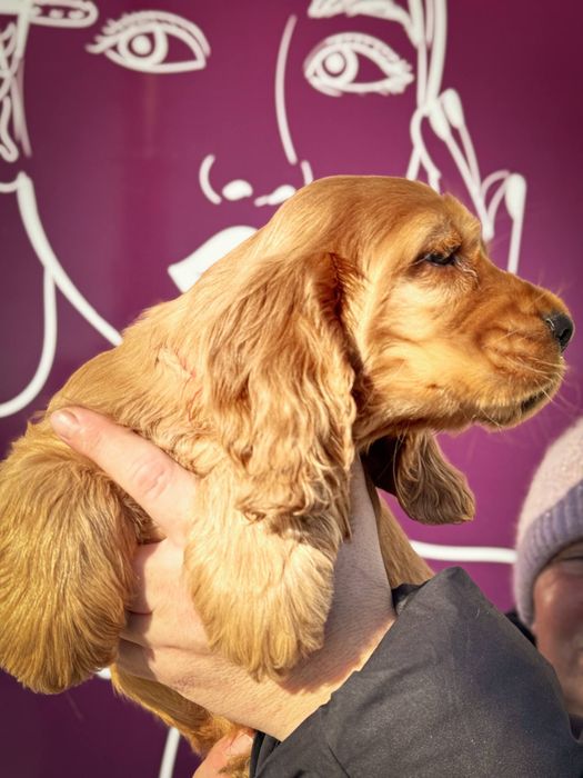 Продаются щенки Английского Кокер Спаниеля