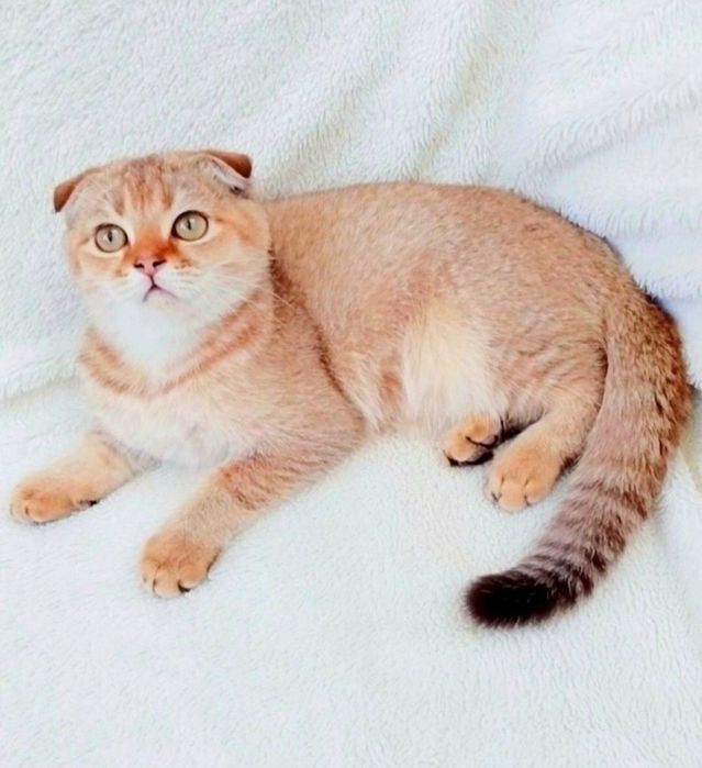 Золота шиншила Чудо хлопчик красунчик