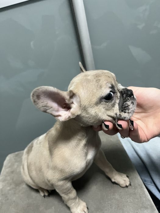 Цуценята французького бульдога