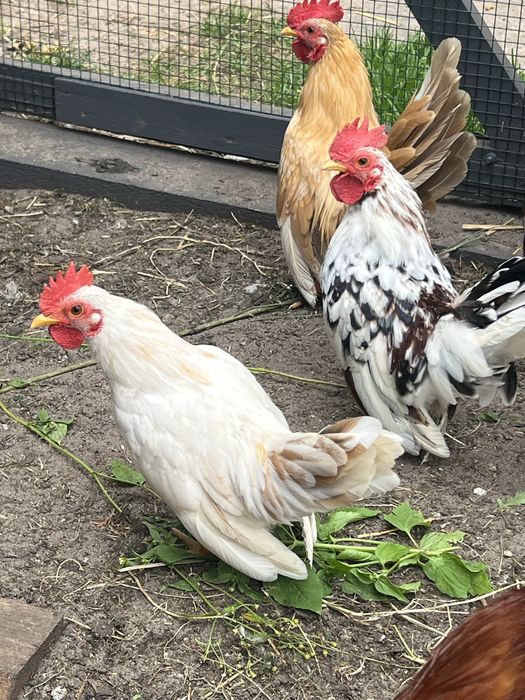 Koguty serama najmniejsze kurki swiata tegoroczne z naturalnego wylęgu