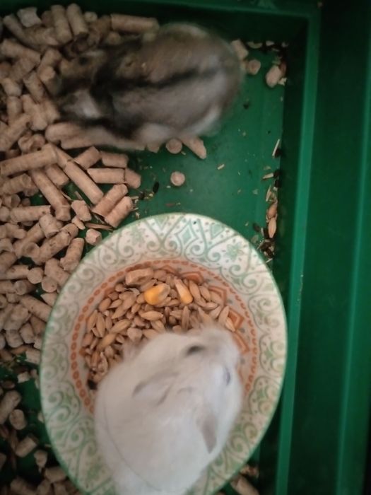 Хомячки Кременчуг