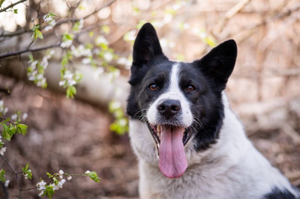 Czarno biały pies. Mix ras: siberian husky, karaleski pies i border.