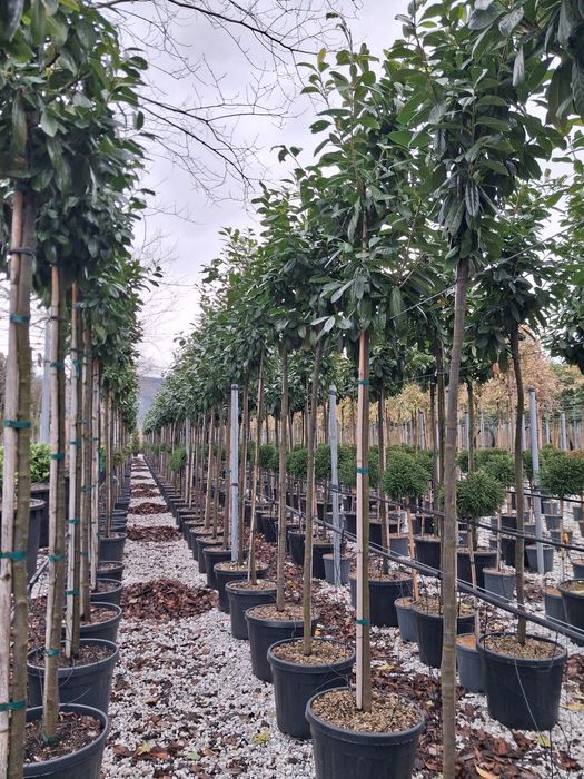 Photinia / Glogownik szczepiony na pniu