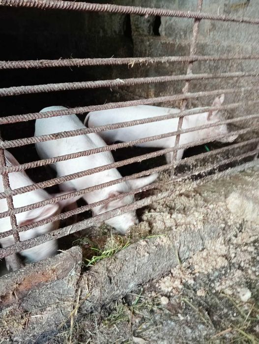 Sprzedam zdrowe karmione pokrzywami