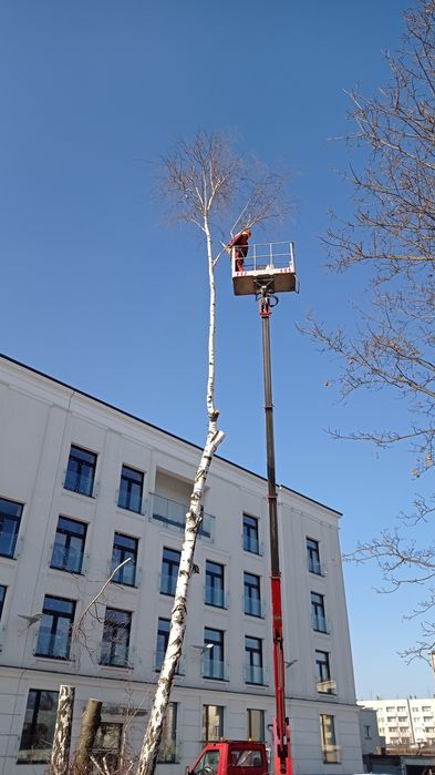 Wycinka-przycinanie drzew  PROMOCJA !