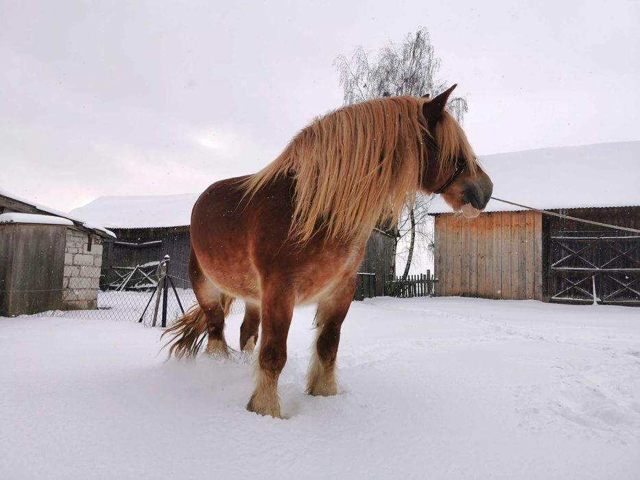 Źrebna klacz zimnokrwista