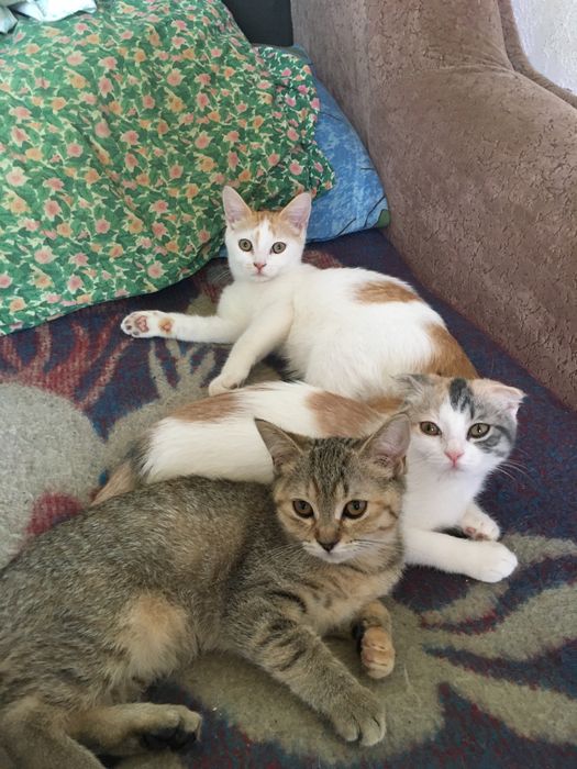 Скоттиш фолд-страйт