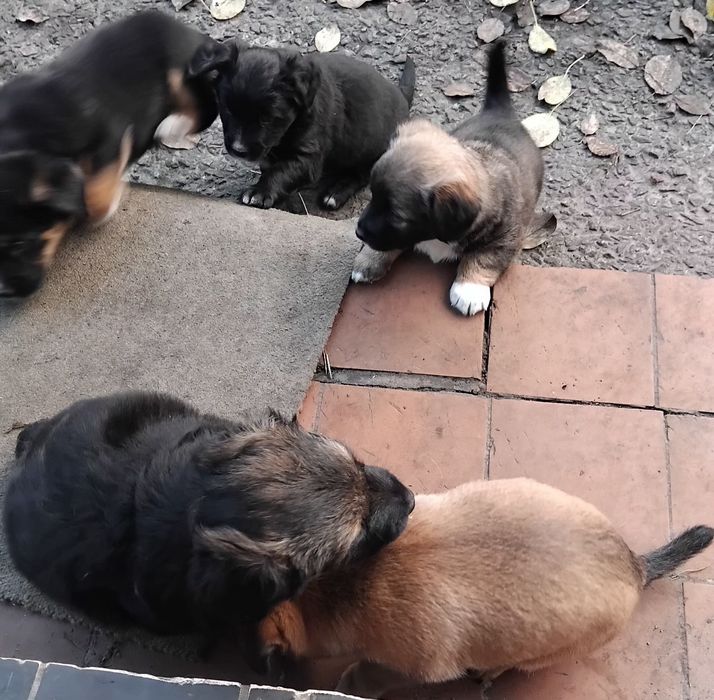 Цуценята в добрі руки