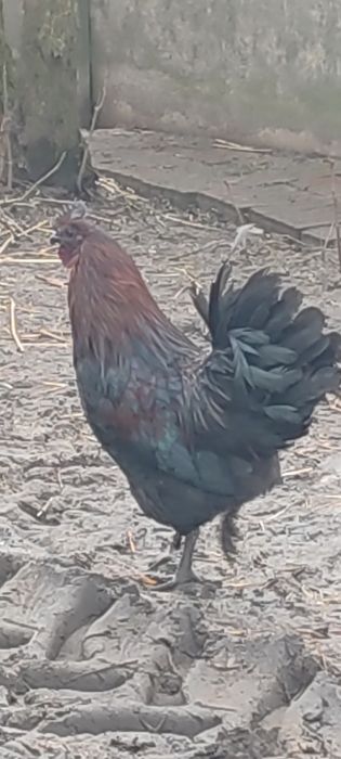 Młode koguty z własnej hodowli