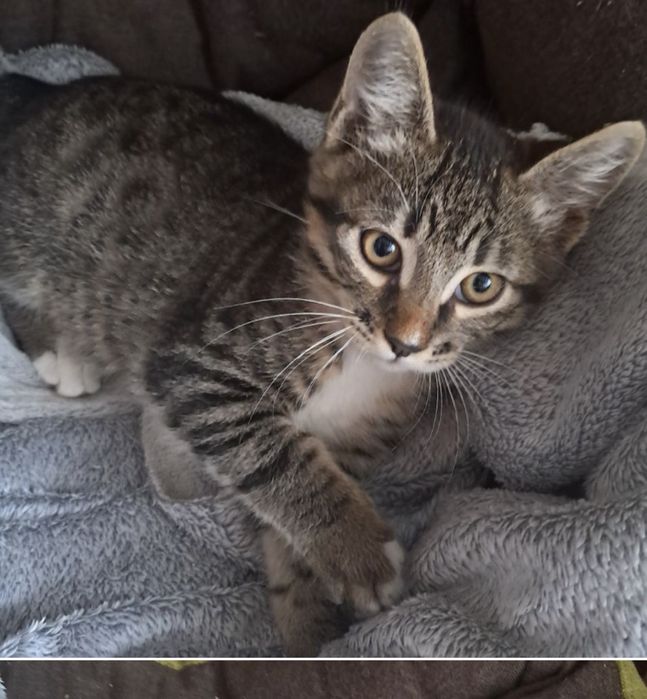 Маленький котик Табі шукає свою родину кошеня кошенята  кіт