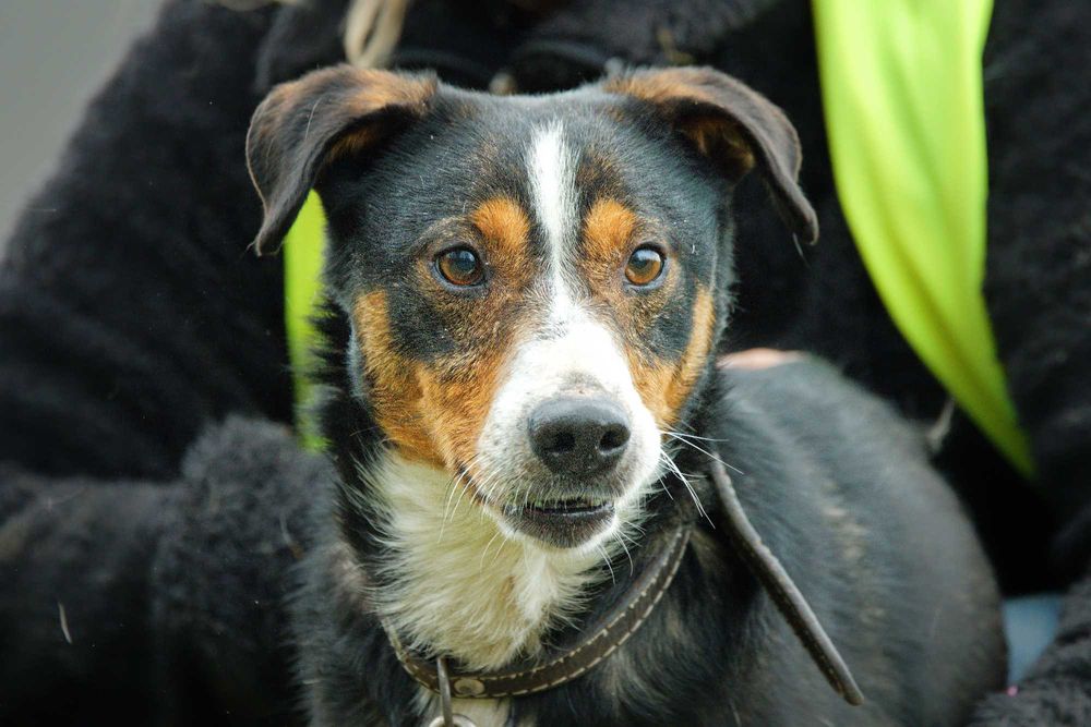 Reksio- bajkowy psiak szuka człowieka [FILM]