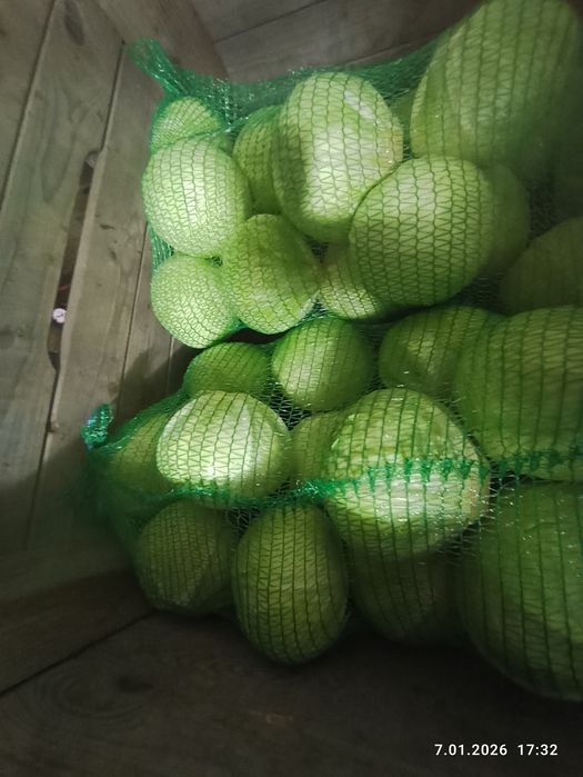 Kapusta biała  ,