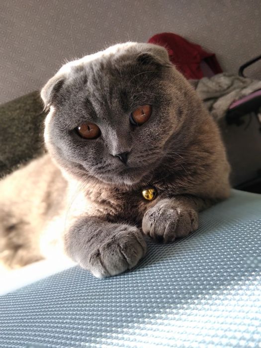 Британський Котик шукає подружку