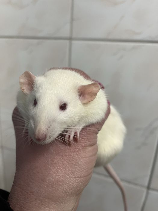 Ручні щурики дамбо