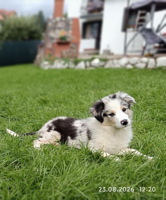 Elza  Blue Merle Tricolor z domowej hodowli po przebadanych genetycznie rodzicach jutro będzie miała 3 miesiące, najlepszy czas na nowy dom
