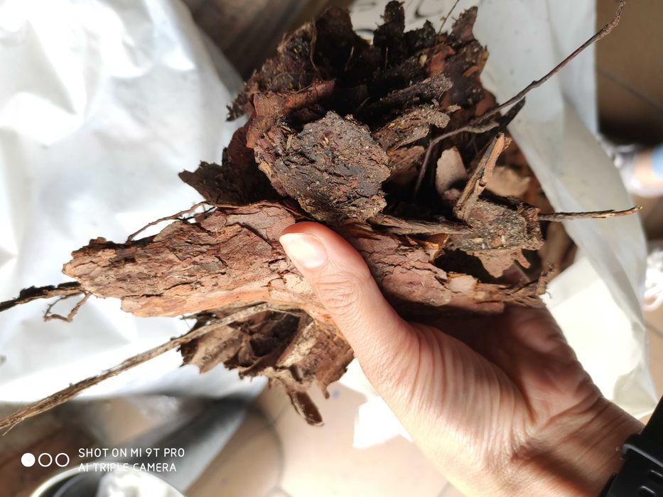 Kora Sosnowa średnio gruba do ściółkowania Próchnica do zakwaszania