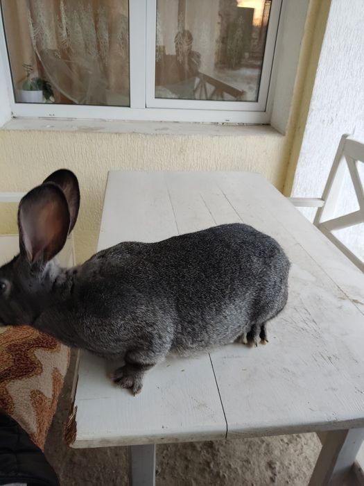 Кролики породи шиншила і бургундський кролик