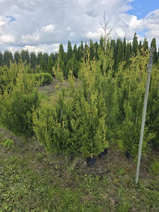 Tuja 120-140 cm aurespicata wyprzedaz brabant smaragd wolsztyn plicata