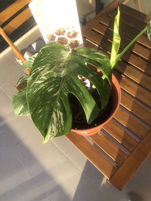 Monstera Variegata Porte Médio