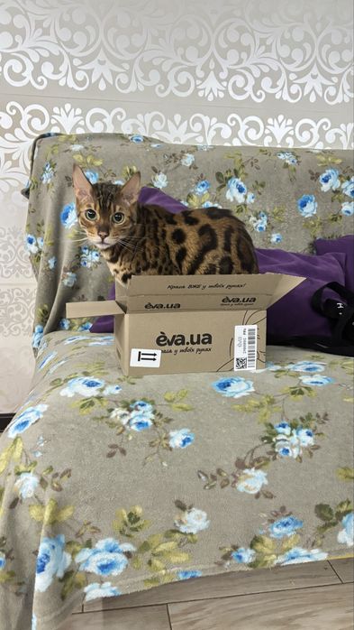 Отдам кота в хорошие руки