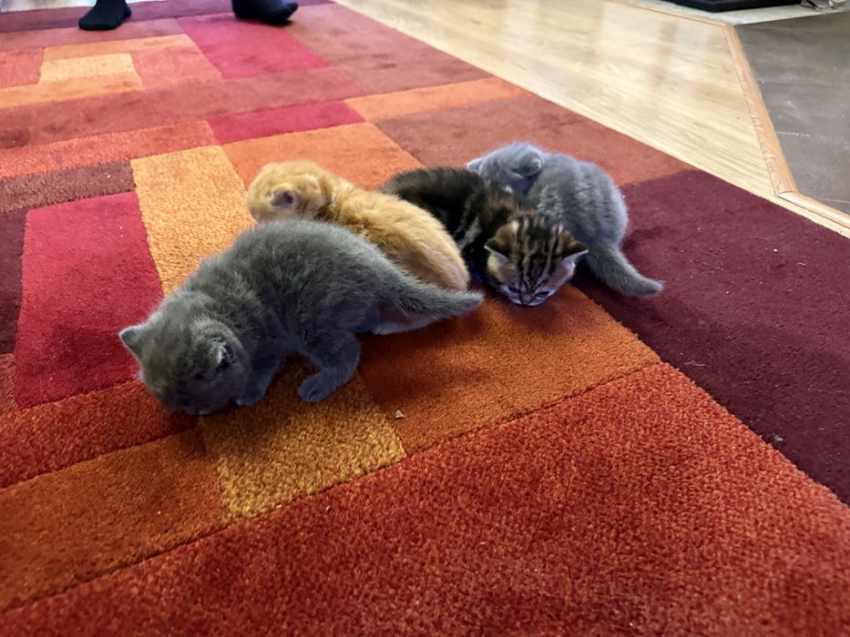 Котята весло прямо шотландка