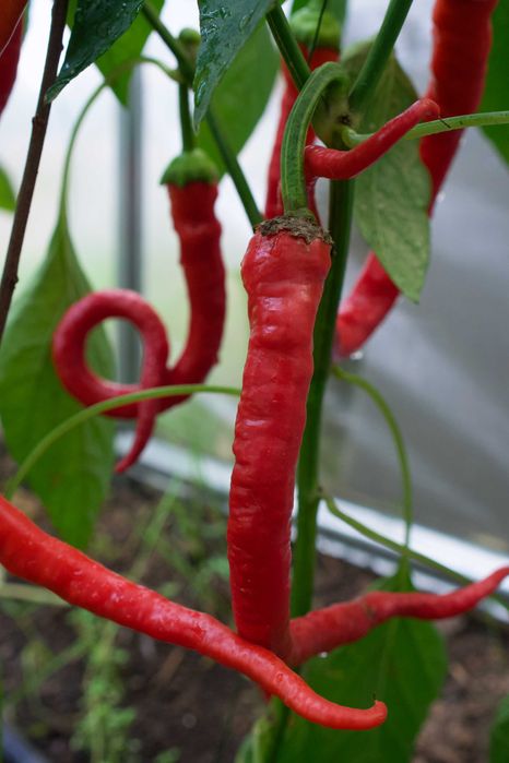 Теплиця полікарбонат!Супер ціна! Якість від виробника!Люботин