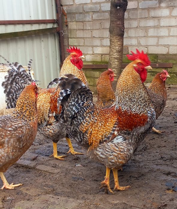 Біліфельдер яйце