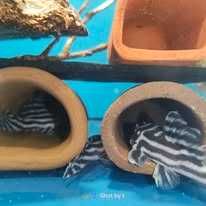 Glonojad Hypancistrus zebra L46 para z CITES