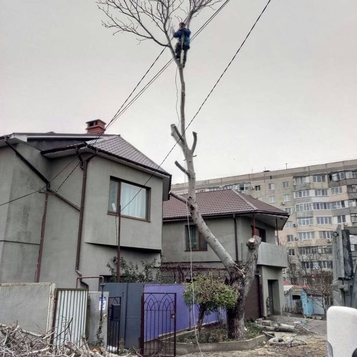 Спилить,обрезать,вывезти,деревья,альпинисты,работа под ключ