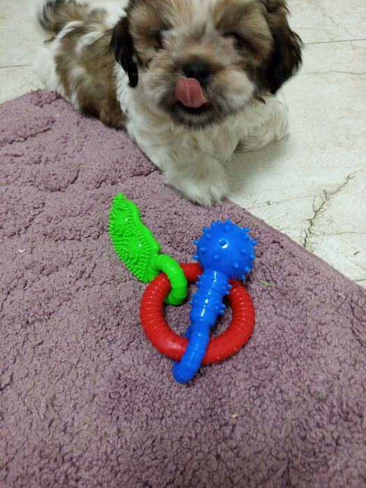 Shih-tzu tricolor piesek