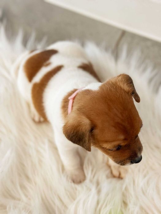 Suczka Jack Russell Terrier