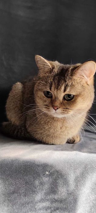 Британская девочка