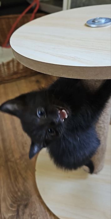 Cudne kocięta szukają nowego domu