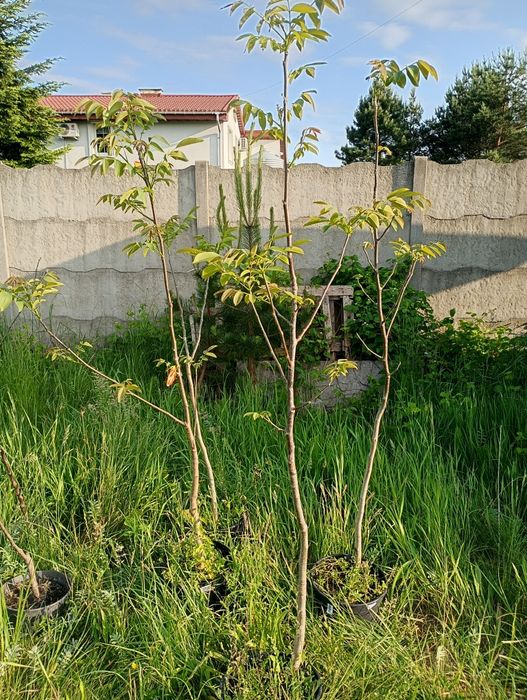 Orzech włoski Jacek duża sadzonka