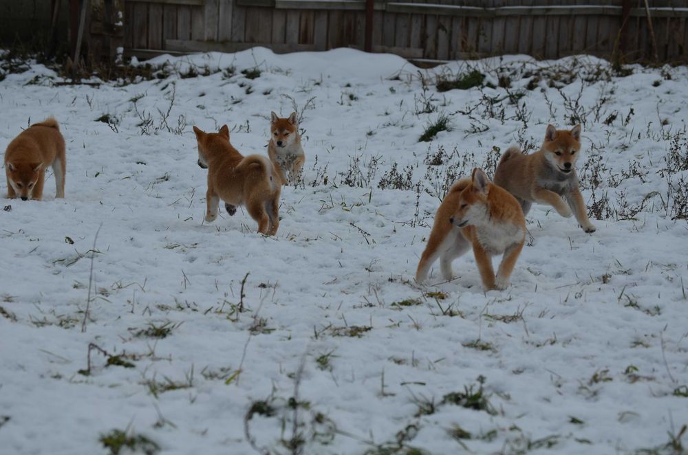 Шиба/Сіба іну/Shiba, КСУ-FCI! Київ, або відправлю.Є "Оплата частинами"