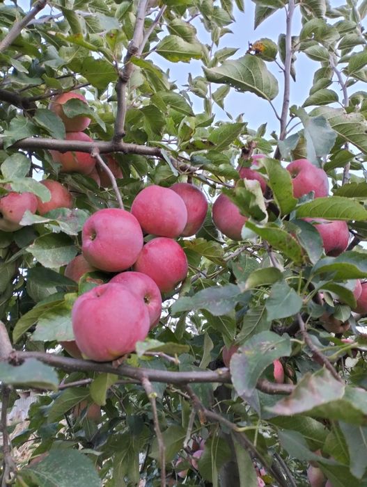 Продам домашні зимові яблука сорту флоріна